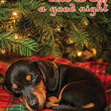 Dachshund