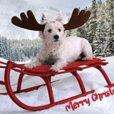 Merry Christmoose