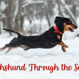 Dachshund Through the Snow