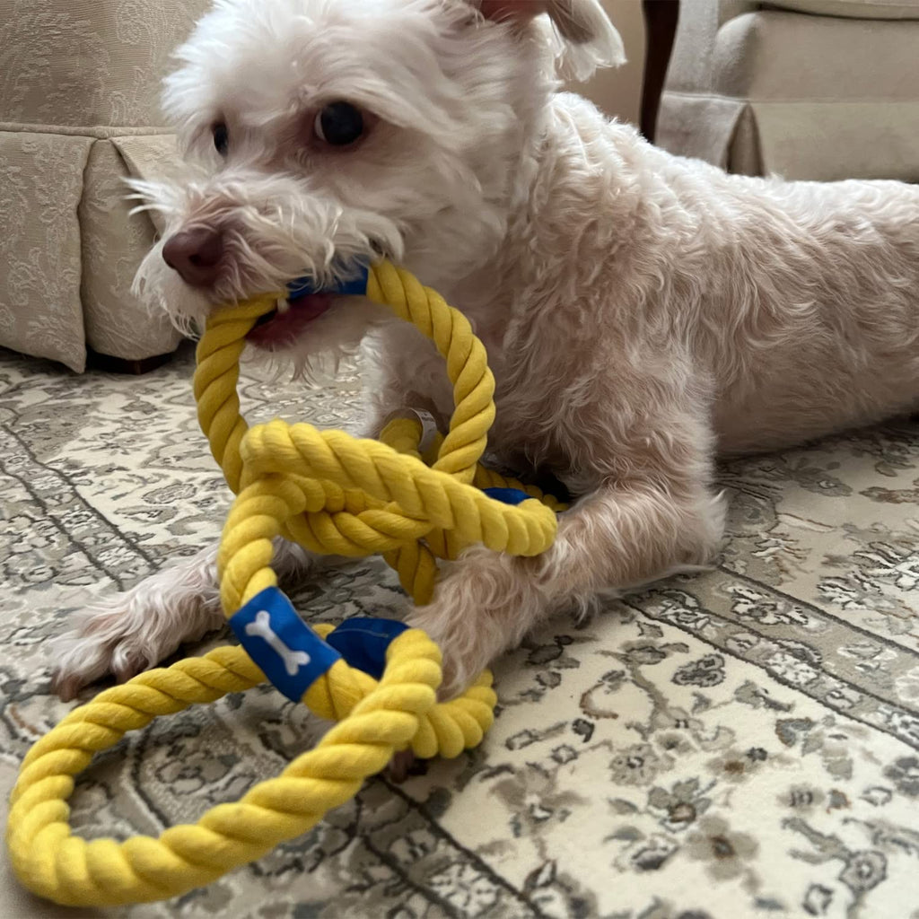 Buster, a shelter dog chews on Glory To Dog's Five Golden Rings Christmas Chew toy.